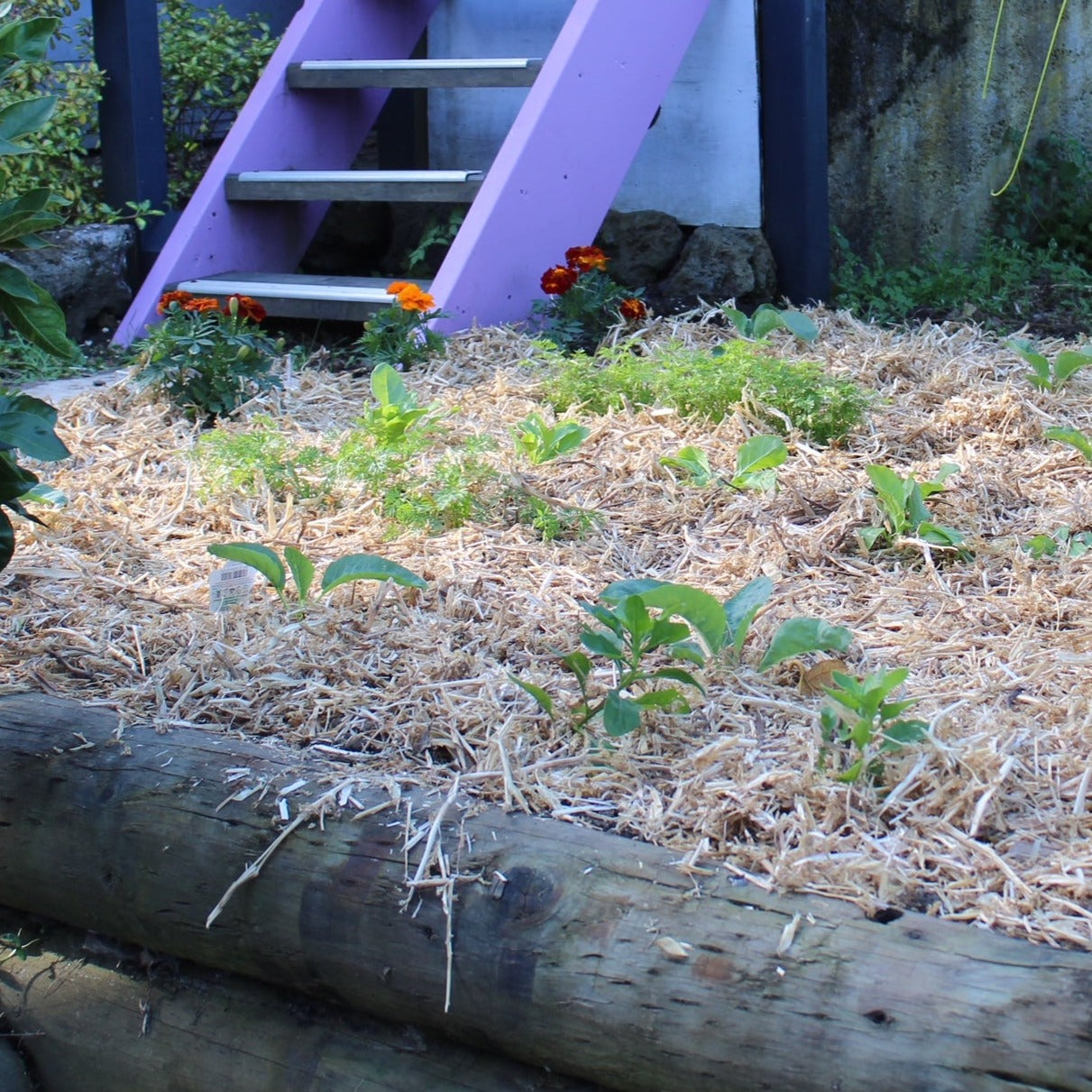 Pea Straw Bale - Garden Mulch