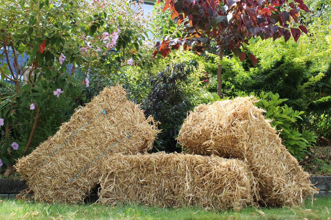 Whangarei Residents Only Pea Straw Bale Incl Delivery Auckland Pea