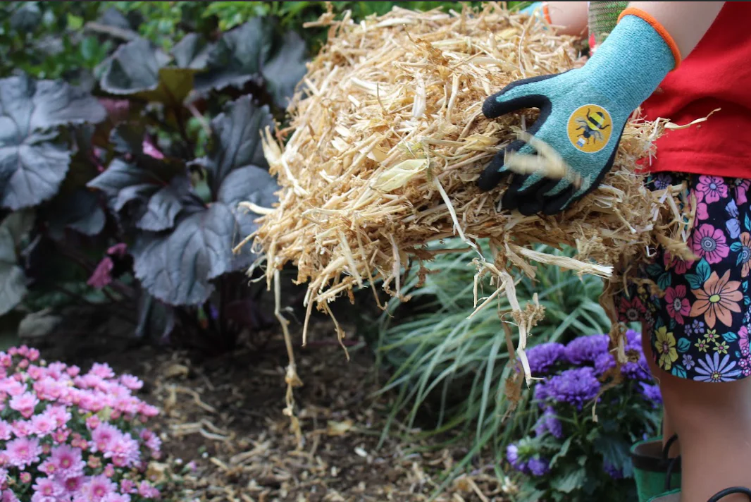 Pea straw mulch for healthy New Zealand gardens
