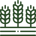 Pea straw mulch bale for natural weed suppression