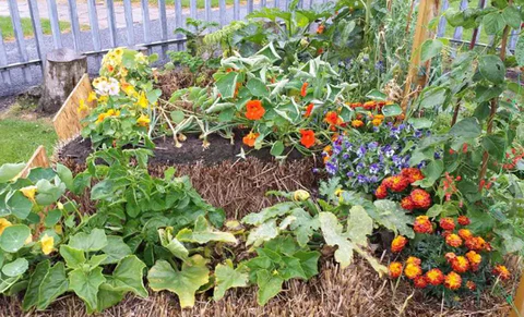 Vegetable garden with pea straw mulch for weed control