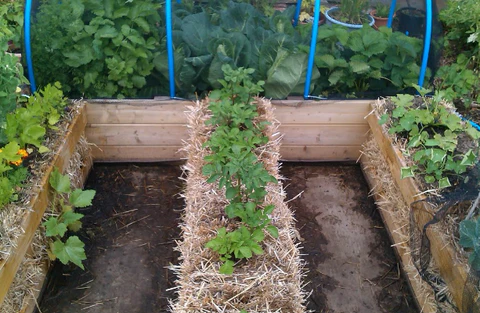 pea straw bale gardening