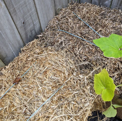 straw bales conditioning process step 2