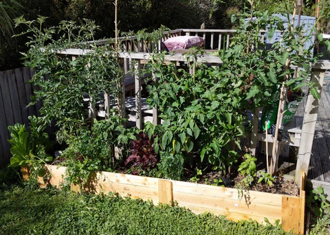 healthy vegetable garden with pea straw mulch for weed control